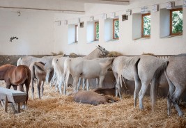 رئيس المنظمة الدولية للخيل العربية الأصيلة (واهو) يبدي استياءه ويراسل رئيس بولندا في القرارات التي صدرت مؤخراً