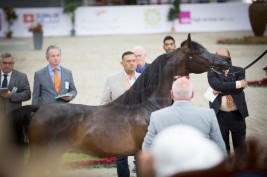 284 جواداً تتنافس في مهرجان الشارقة للجواد العربي الذي يدشن نسخته الرابعة عشرة اليوم