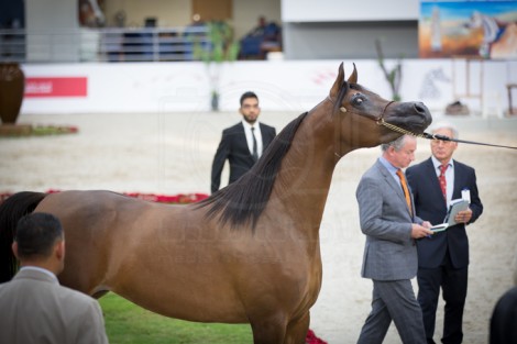«دونا مولتا بيلا» و «نهاواند الزبير» تتألقان في الفئات المؤهلة من مهرجان الشارقة الـ ١٧ للجواد العربي ٢٠١٦