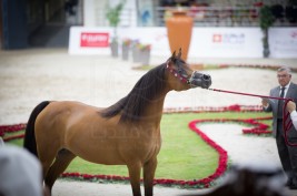 أنقى سلالات الخيول العربية للسلالة المصرية تستعرض جمالها في الشارقة