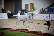 The 20th Sharjah International Arabian Horse Festival