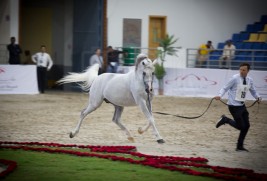 The 20th Sharjah International Arabian Horse Festival