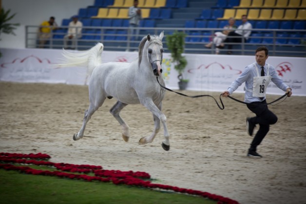 بمشاركة 359 خيلاًِ ينطلق ﻣﮭرﺟﺎن اﻟﺷﺎرﻗﺔ اﻟدوﻟﻲ اﻟﻌﺷرون ﻟﻠﺟواد اﻟﻌرﺑﻲ 2019 غداً الأربعاء