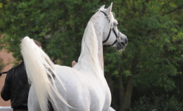 الملِك يعود! آخن٢٠١١