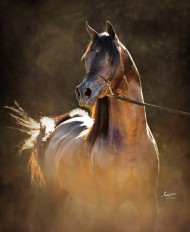 Phosphorus in My Horse’s Diet: What is it Good For?