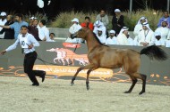 انطلاق بطولة المربين  الكويتيين لجمال الخيل العربية بأنظمة وقوانين «الجواد العربي»