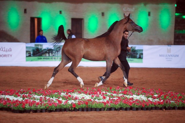 Kickoff of the 1st Championship of Fujairah Arabian Horses Show