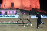 انطلاق بطولة الفجيرة الأولى لجمال الخيول العربية و«دبي» و «البداير» الأكثر تأهلاً للنهائيات