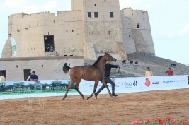 «الفجيرة» الثانية لجمال الجواد العربي تتأهب لتوقيع نجاحاً باهراً