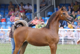 مربط المعود “ستيفالِري” وبطولة آخن٢٠١١