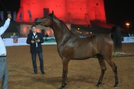 صور مقتطفات اليوم الثاني من بطولة الفجيرة الأولى لجمال الخيول العربية