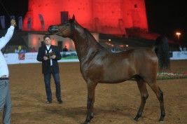 صور مقتطفات اليوم الثاني من بطولة الفجيرة الأولى لجمال الخيول العربية