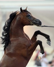 اختتام مميز لبطولة المربين الكويتيين الأولى و«الراية» الأكثر استحواذاً على الذهب – النتائج النهائية