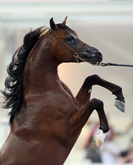 اختتام مميز لبطولة المربين الكويتيين الأولى و«الراية» الأكثر استحواذاً على الذهب – النتائج النهائية