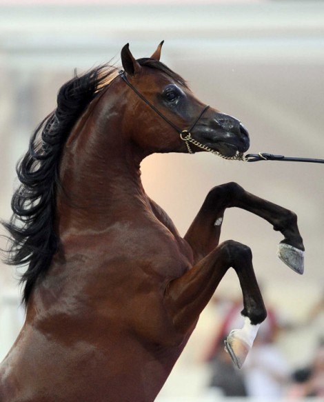 اختتام مميز لبطولة المربين الكويتيين الأولى و«الراية» الأكثر استحواذاً على الذهب – النتائج النهائية