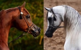 قمة الإثارة ستشهدها «قطر ٢٠١٦ الدولية» في منافسات المهرات والأمهار والأفحل – الخيل المتأهلة والترشيحات