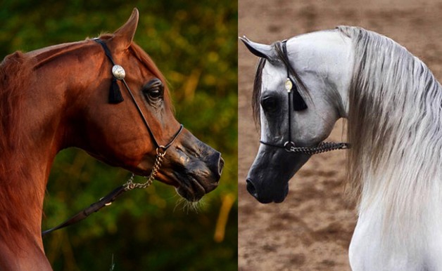 قمة الإثارة ستشهدها «قطر ٢٠١٦ الدولية» في منافسات المهرات والأمهار والأفحل – الخيل المتأهلة والترشيحات