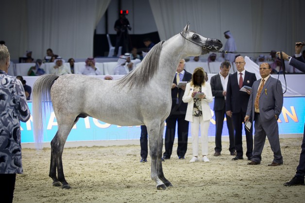 صور مقتطفات اليوم الثاني لبطولة دبي الدولية للجواد العربي ٢٠١٦