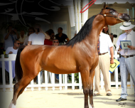 مربط الجلوية والمهر اميرالد وآخن٢٠١١