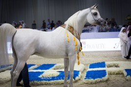 «شنقهاي» يخالف التوقعات! ويضرب «بلاتينيوم باريس» بـ «ذهب دبي»