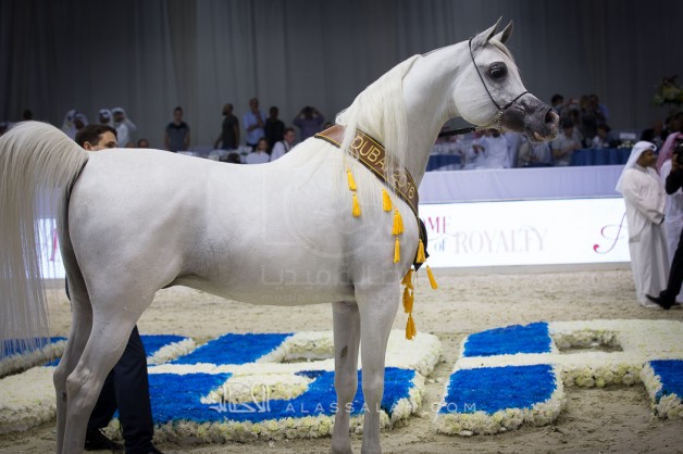 «شنقهاي» يخالف التوقعات! ويضرب «بلاتينيوم باريس» بـ «ذهب دبي»