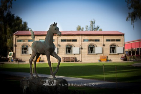 مربط الزبير يستقبل حشوداً من عشاق الخيل العربية في يومه المفتوح – صور