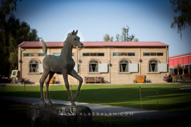 مربط الزبير يستقبل حشوداً من عشاق الخيل العربية في يومه المفتوح – صور