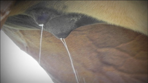 يوميات مربط: تقطر الحليب من الحلمات في وقت مبكر جدا مدعاة للقلق