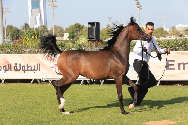 صور مقتطفات اليوم الأول من بطولة ابوظبي الوطنية ٢٠١٦ لجمال الخيول العربية
