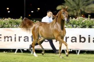 صور مقتطفات اليوم الختامي من بطولة ابوظبي الوطنية ٢٠١٦ للخيول العربية