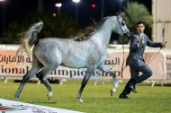 انتاج «الزبير» و«دبي»  يحلق عالياً  بملكية المواطنين في نهائيات البطولة الوطنية لجمعية الإمارات للخيول العربية – النتائج