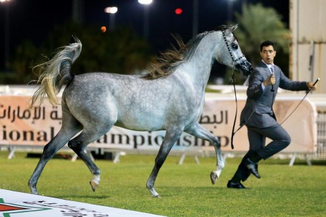 انتاج «الزبير» و«دبي»  يحلق عالياً  بملكية المواطنين في نهائيات البطولة الوطنية لجمعية الإمارات للخيول العربية – النتائج