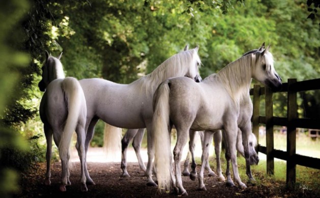 لماذا يكون الشقيقان من نفس الفرس مختلفين غالباً إلى حد كبير؟