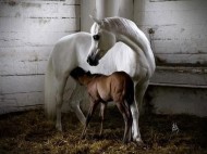تغذية الأفراس المرضعة Feeding Lactating Mares