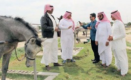 “محافظة القطيف” تزيل 150 إسطبلاً تضم أكثر من 1600 رأساً من الخيل