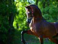 Copper’s Impact on Equine Coat Color