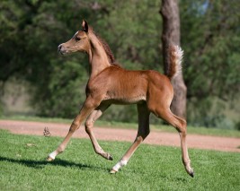 Don’t Judge a Horse by His (or Her) Color