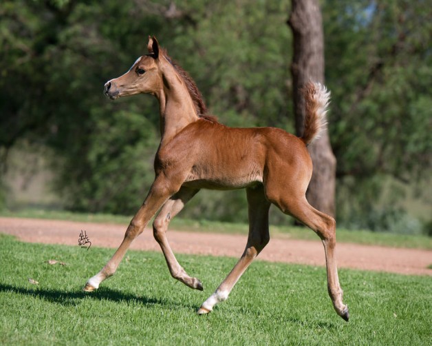 Don’t Judge a Horse by His (or Her) Color