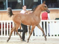 بطولة قطر المحلية لجمال الخيل العربية