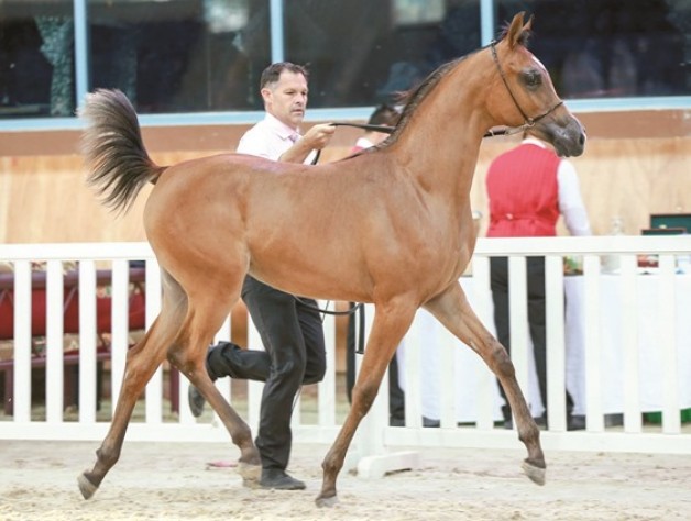 بطولة قطر المحلية لجمال الخيل العربية