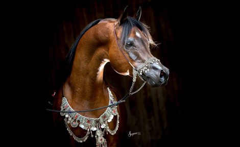«البداير» و«الصقران» و«الشقب» و«الشيحانية» أبطال العالم لمربي الخيل العربية بلاس فيقاس ٢٠١٦