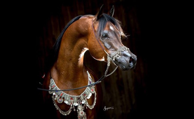 «البداير» و«الصقران» و«الشقب» و«الشيحانية» أبطال العالم لمربي الخيل العربية بلاس فيقاس ٢٠١٦