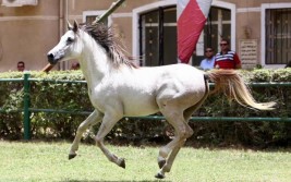 مزاد «الزهراء» للخيول العربية .. يجني «الملايين» من الجنيهات الاسبوع الماضي