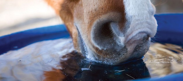 الجفاف في الخيول