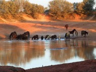 خطة لإعدام الخيول البرية