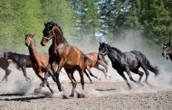 Group or Individual Horse Housing: Which is Less Stressful?