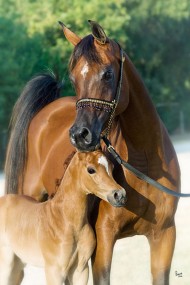 Do Equine Genetics Influence Behavior?