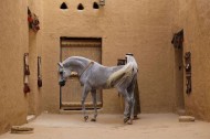 خيل المماليك موطنها القصيم
