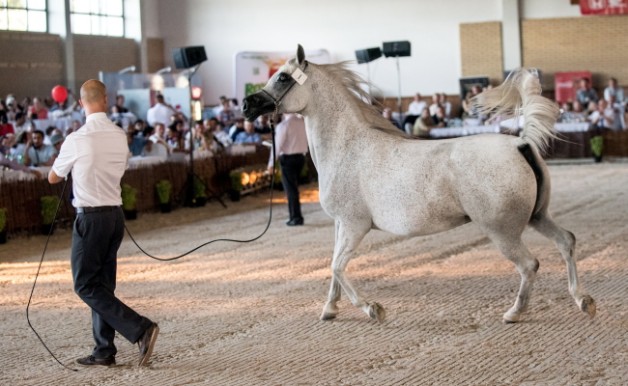 A U.S. breeder of Arabian horses says he is shunning a well-regarded auction in Poland this year because the experienced heads of stud farms that have held the event for decades have been sacked