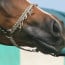 Shanking of Arabian horses in halter competitions